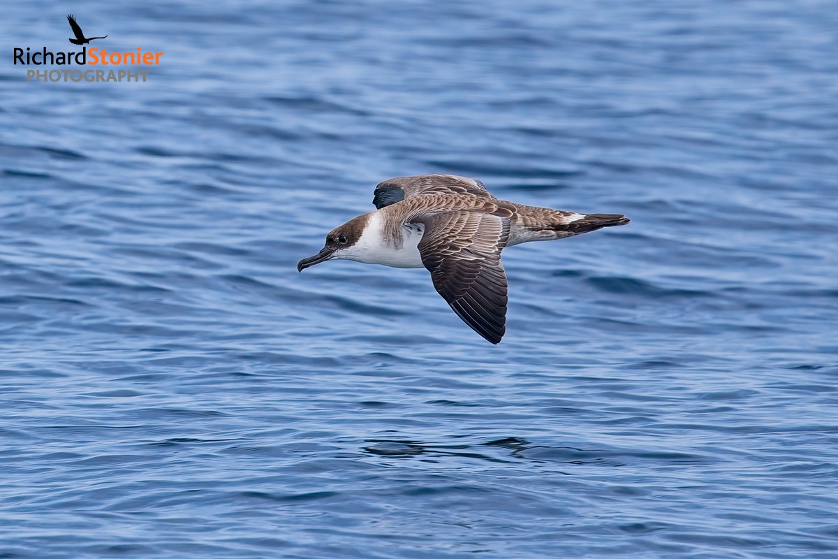 Great Shearwater