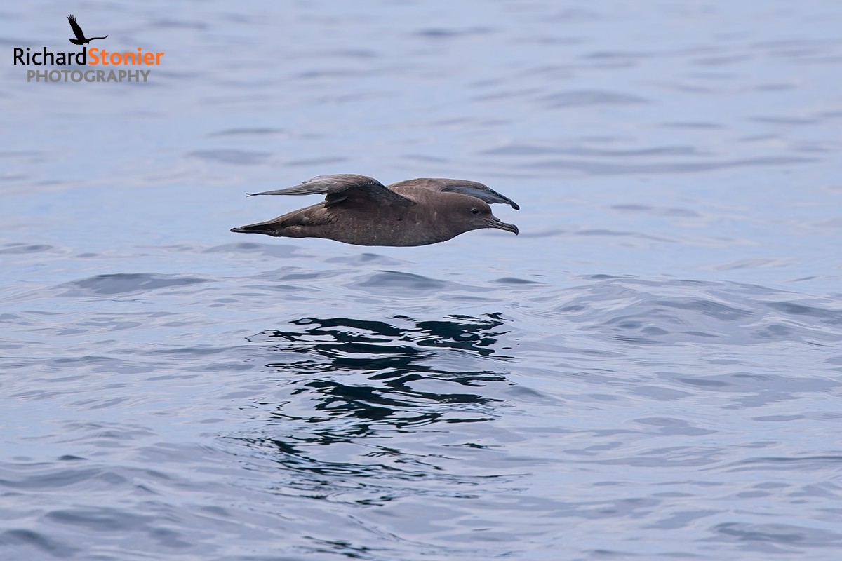 Sooty Shearwater
