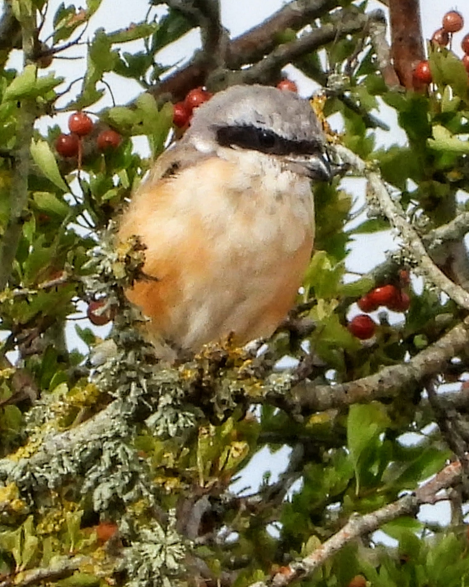 Long-tailed Shrike