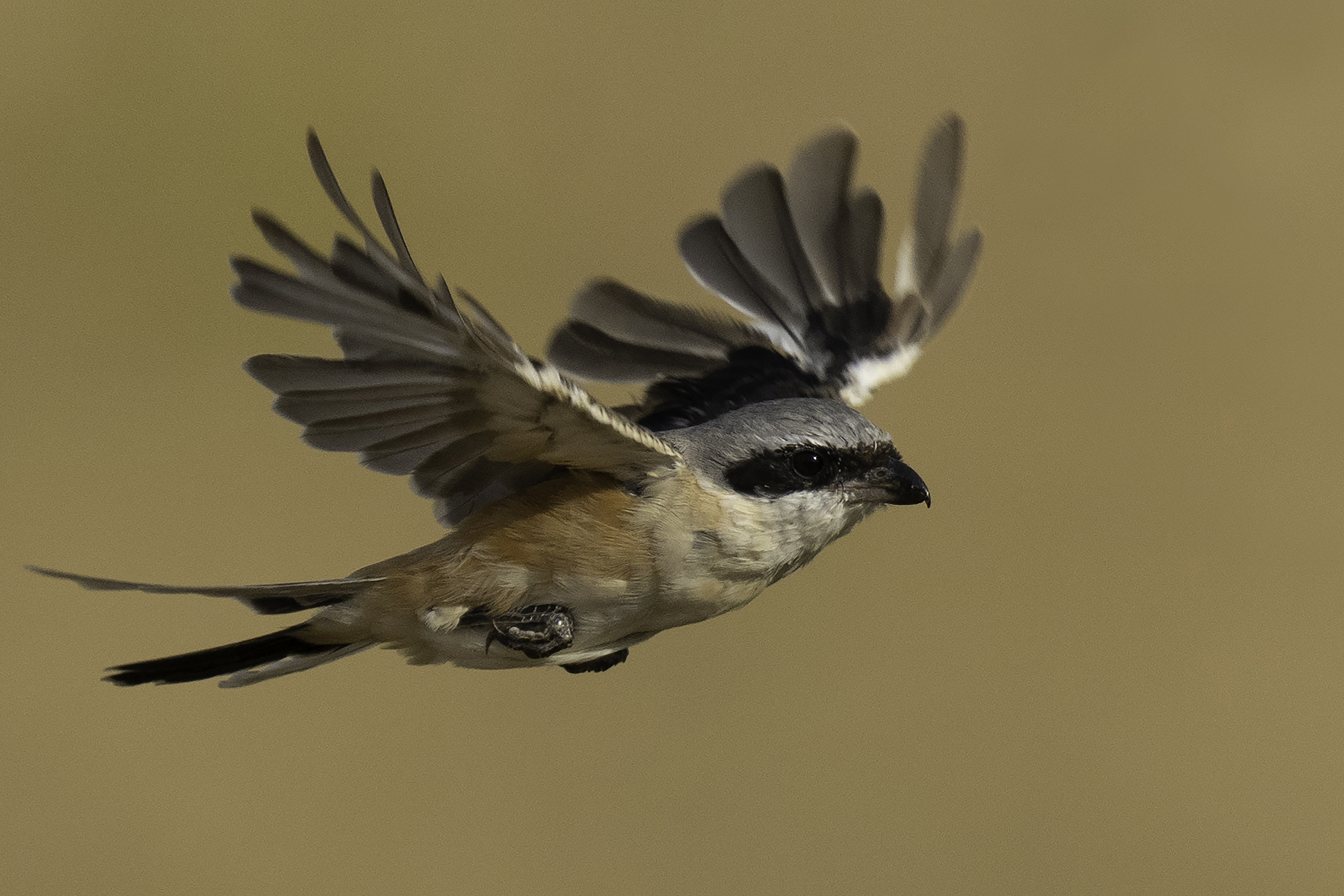 Long-tailed Shrike