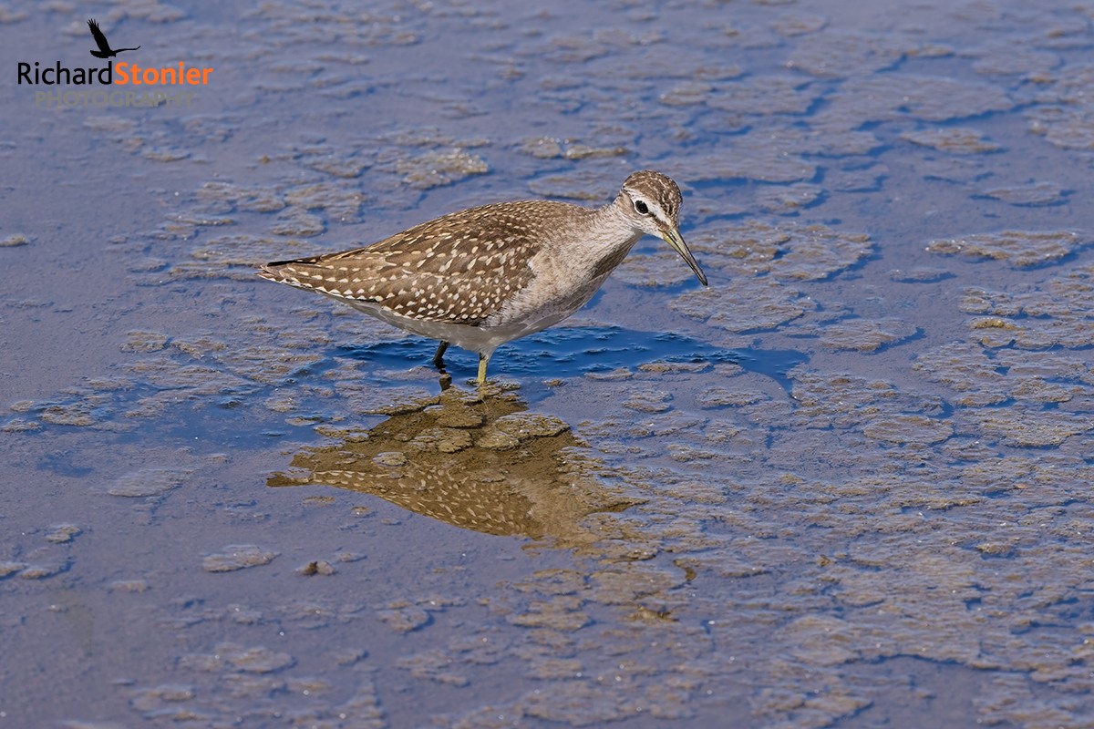 Wood Sandpiper