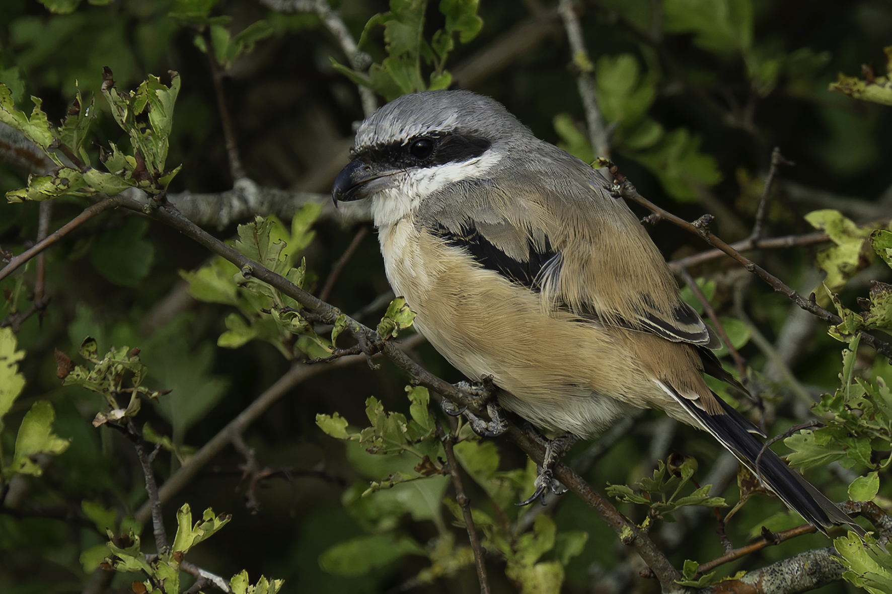 Long-tailed Shrike