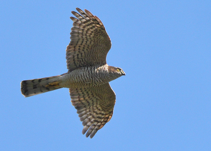 Sparrowhawk