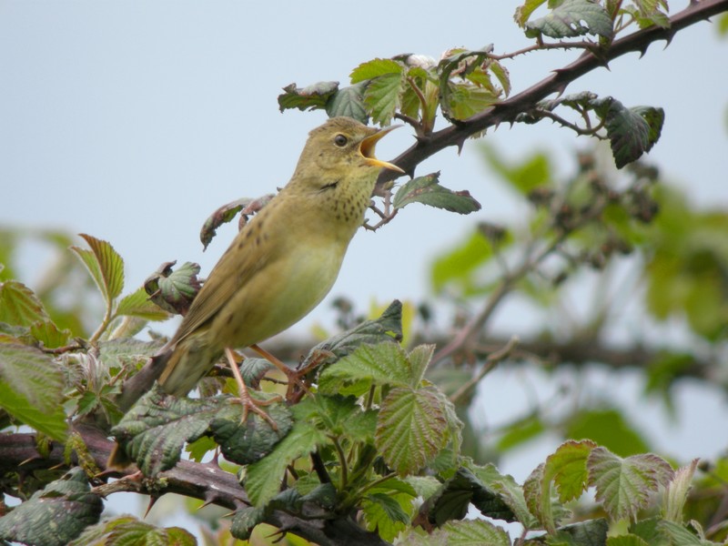 Grasshopper Warbler