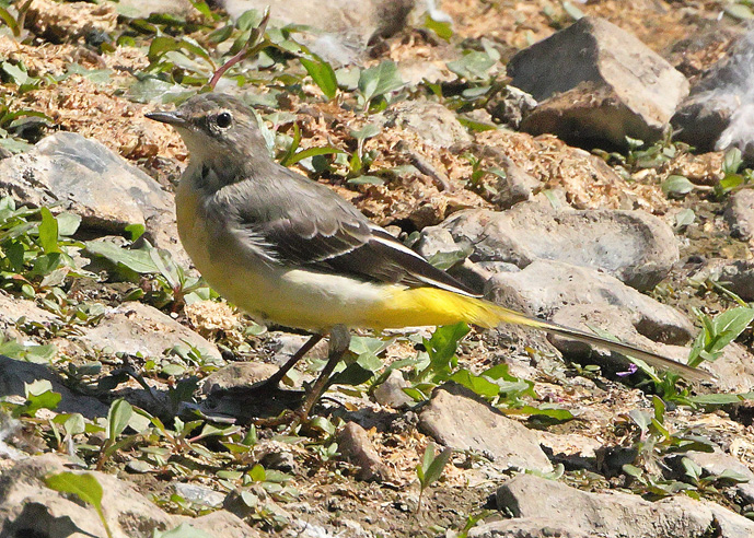 Grey Wagtail