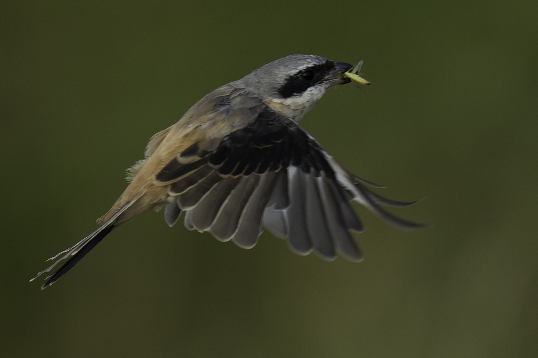 Long-tailed Shrike