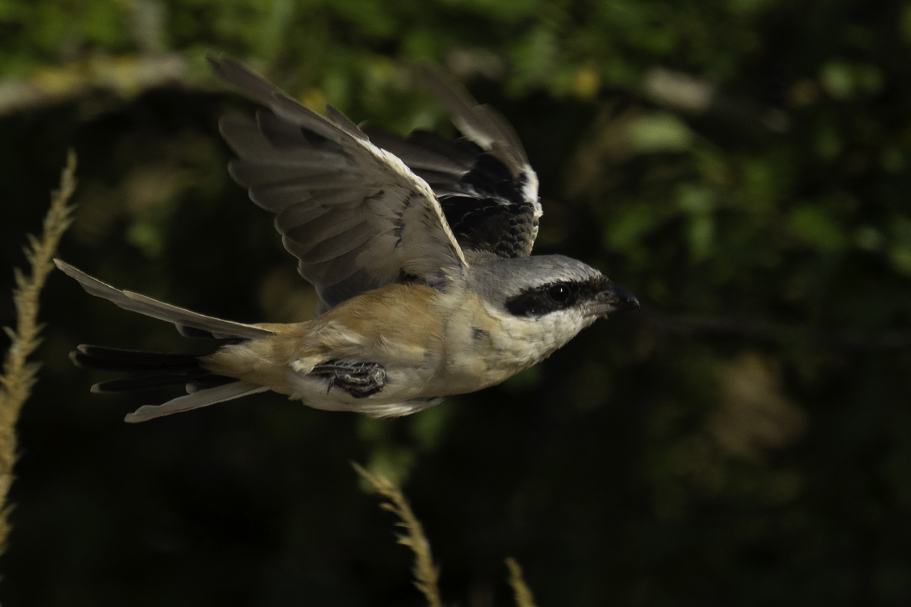 Long-tailed Shrike