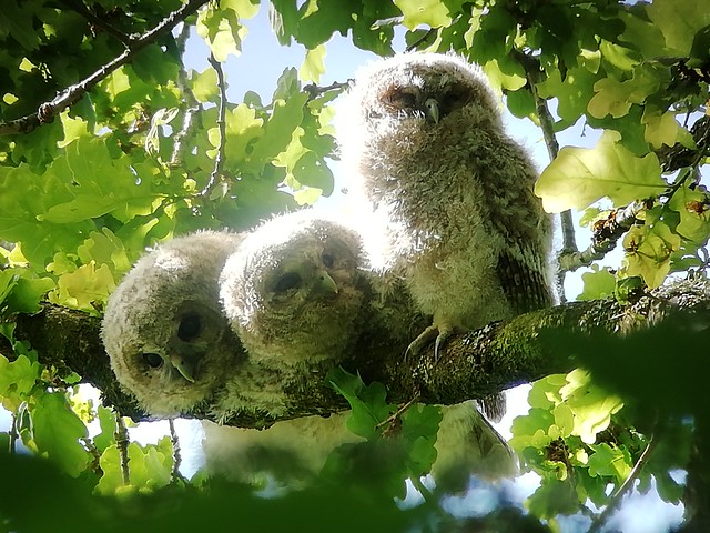 Tawny Owl 