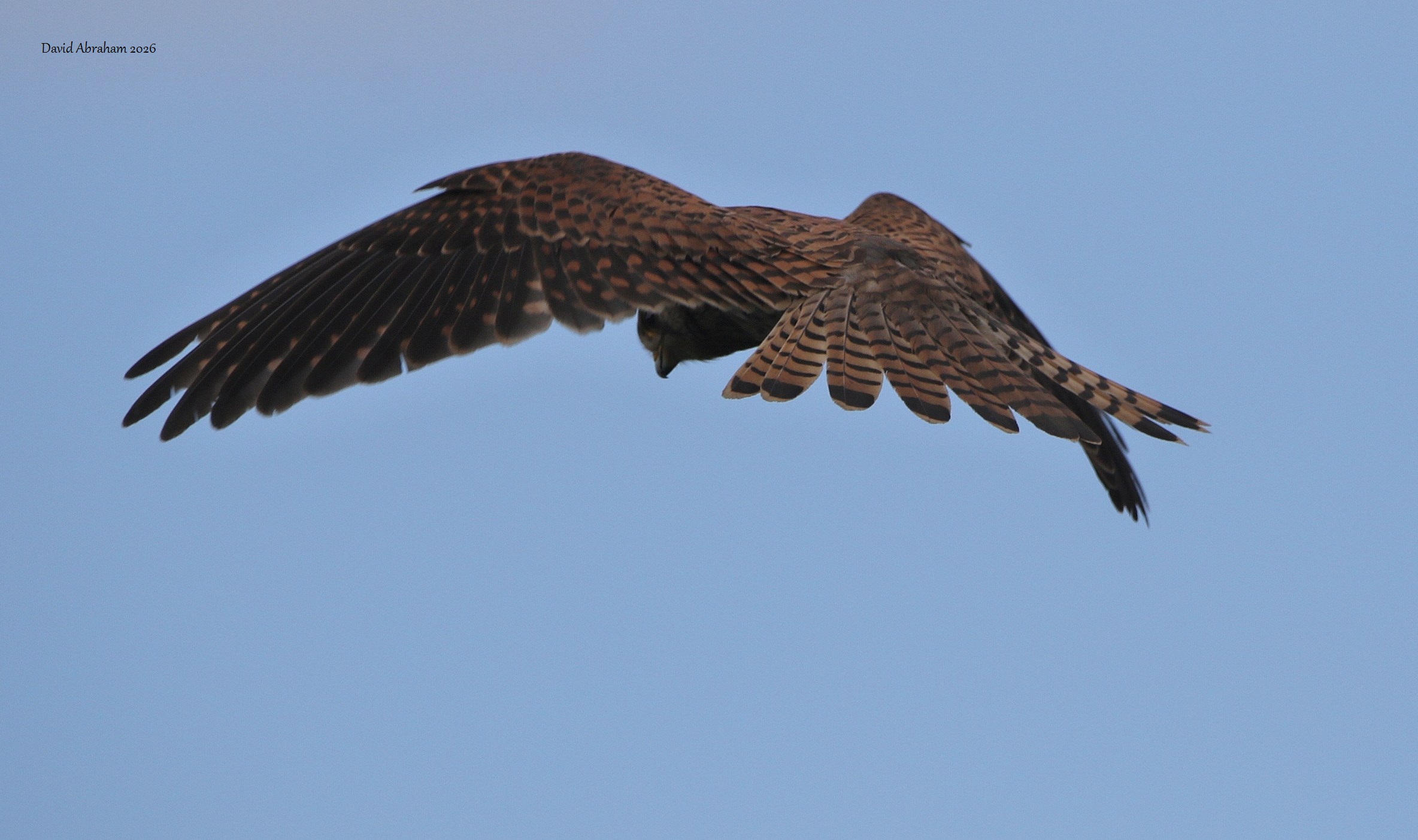 Kestrel 