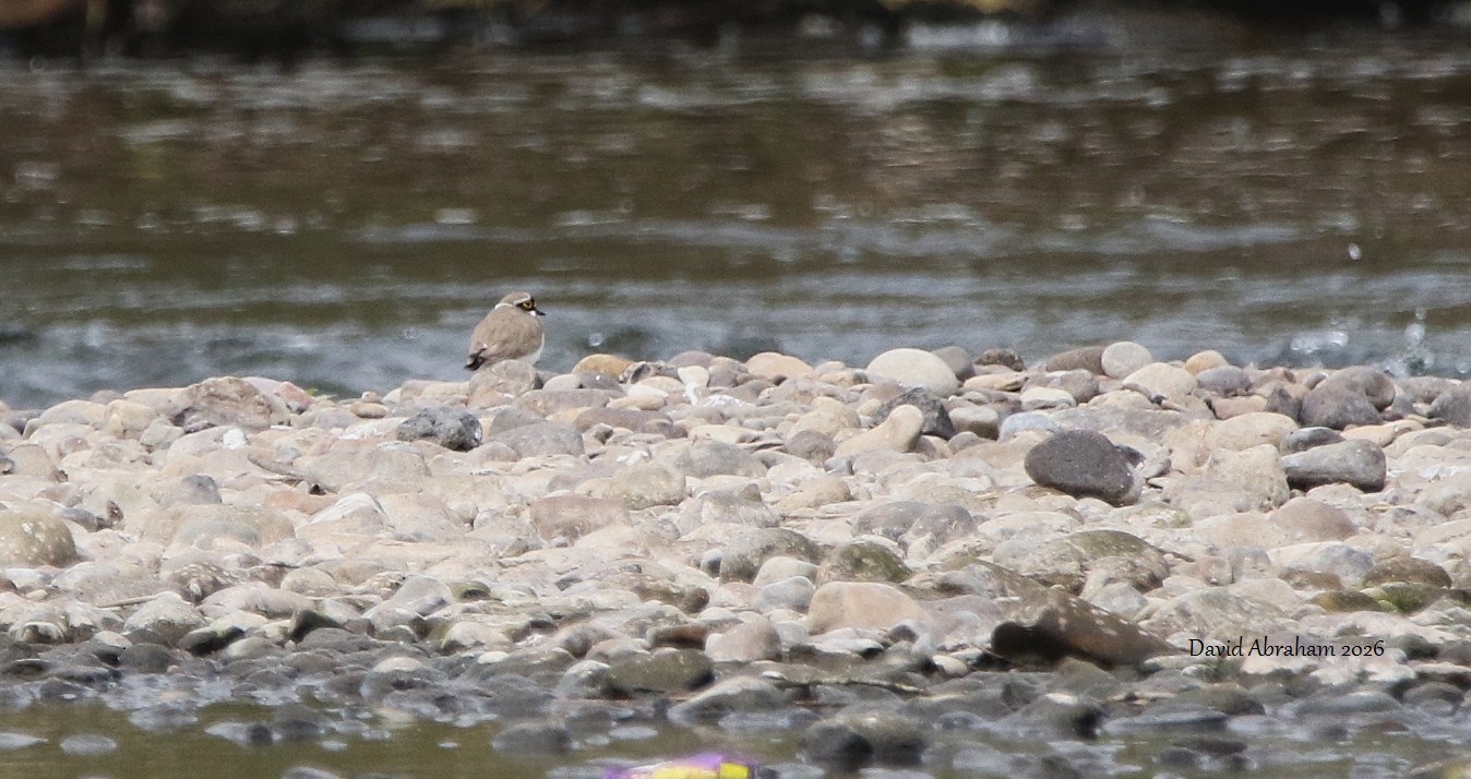 Little Ringed Plover