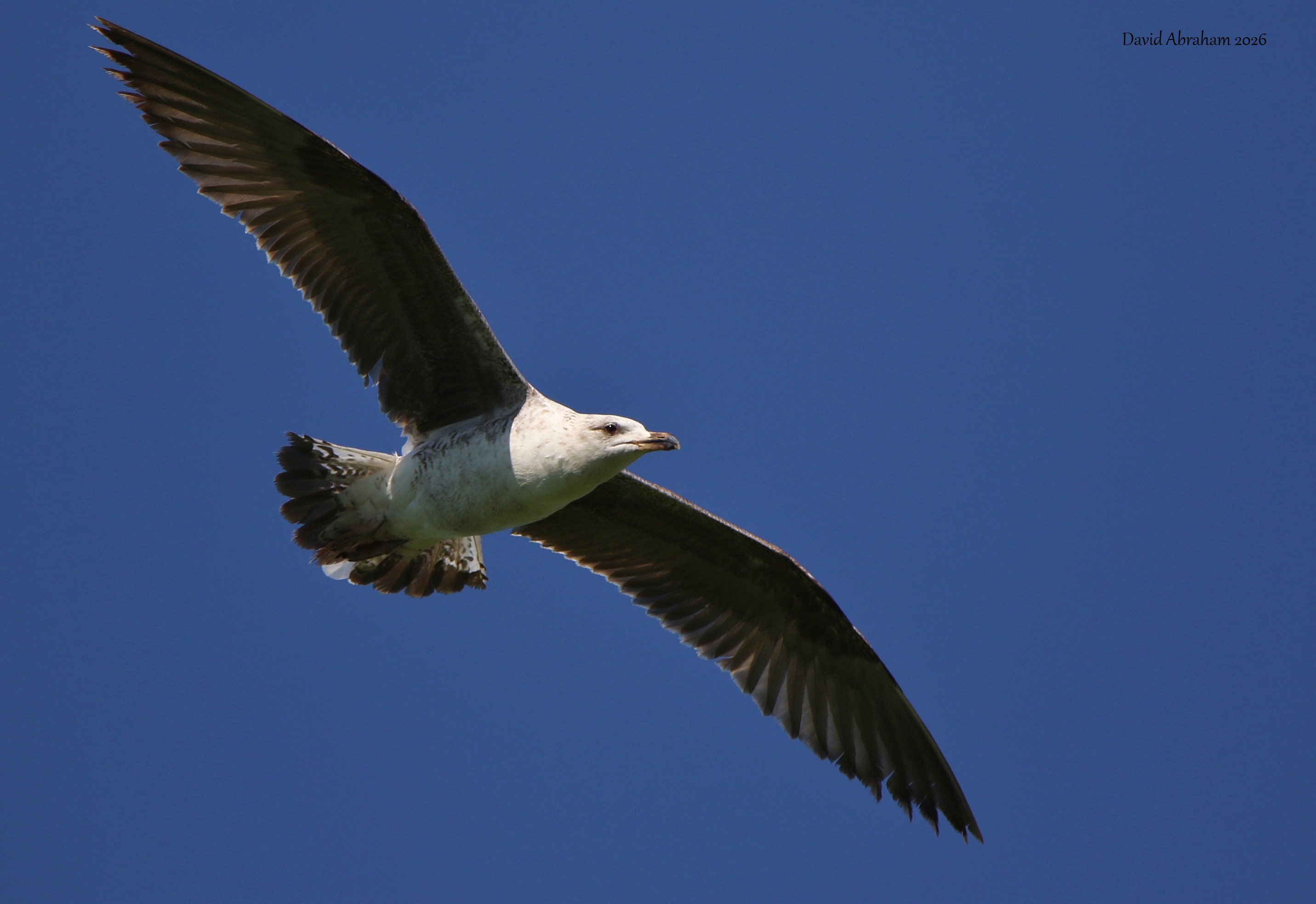 Lesser Black-backed Gull