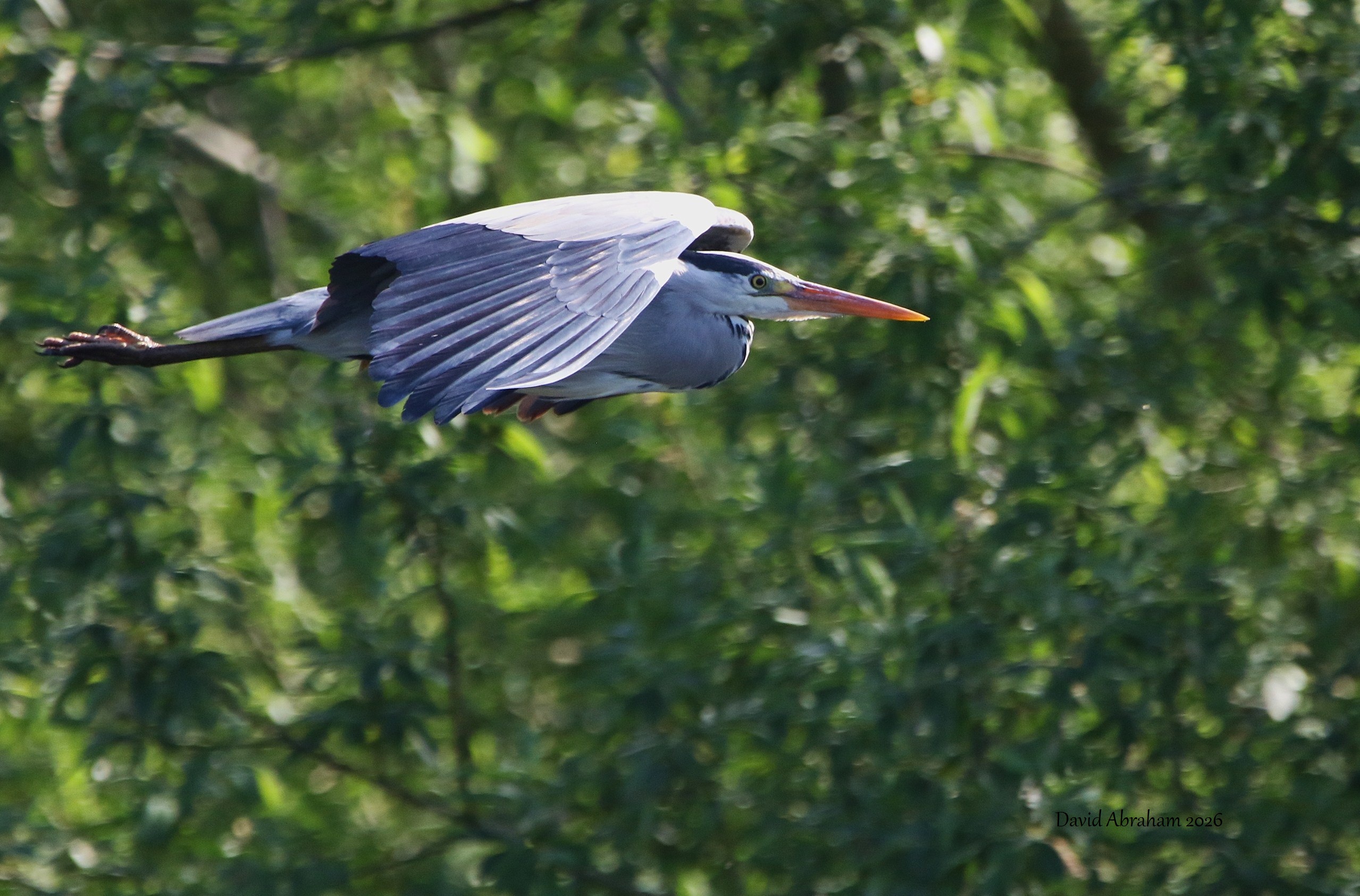 Grey Heron