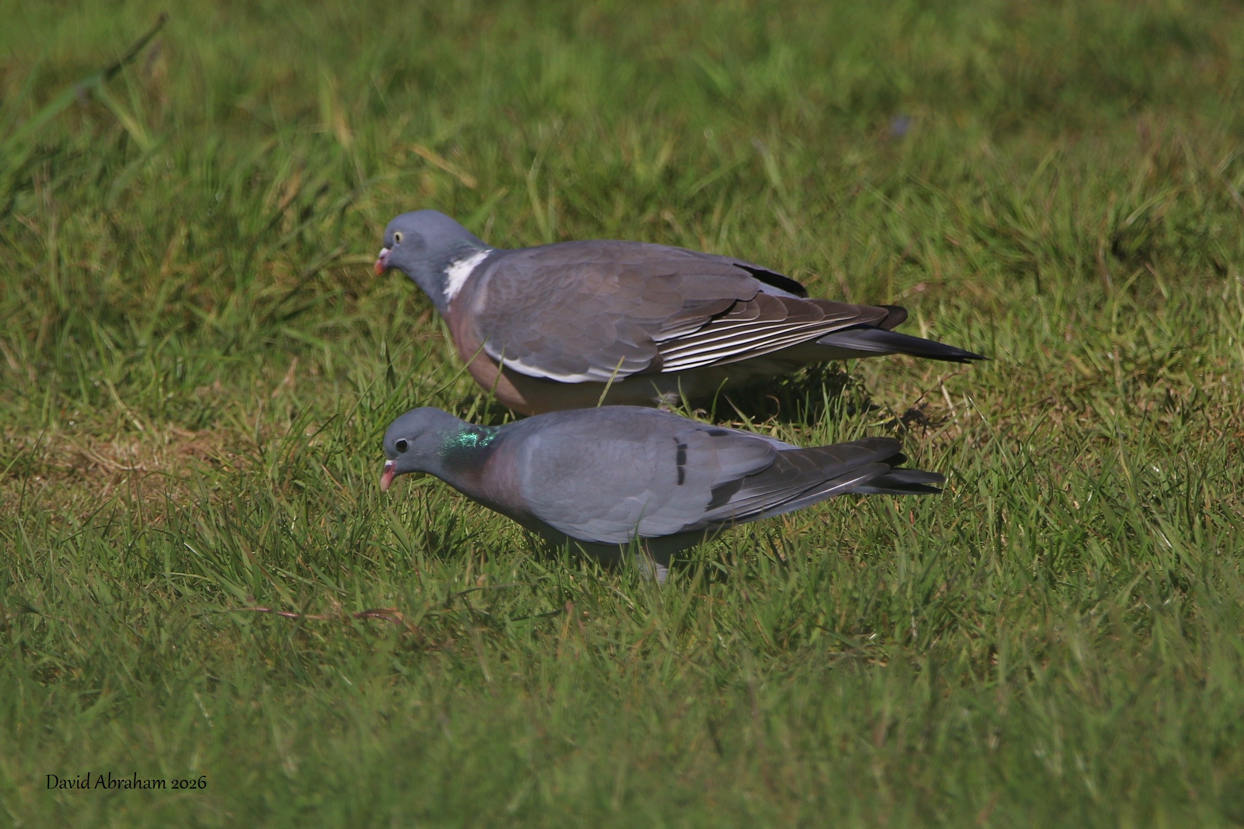 Stock Dove