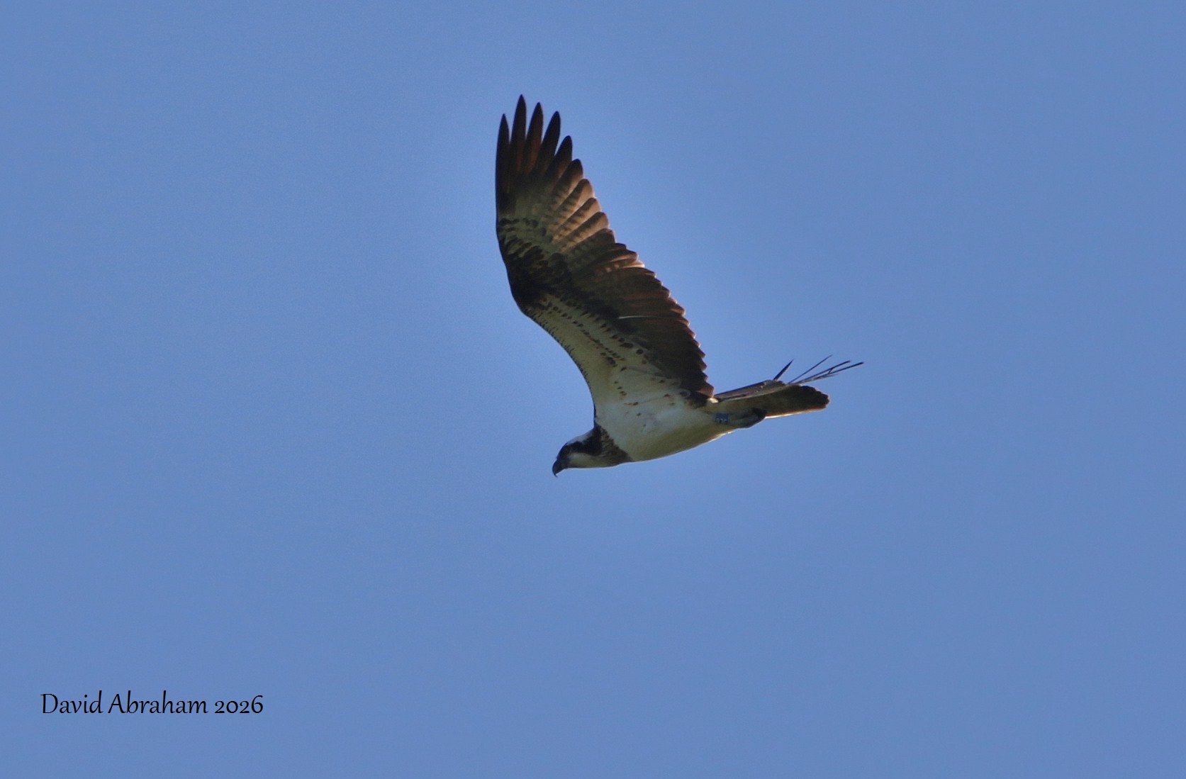 Osprey 