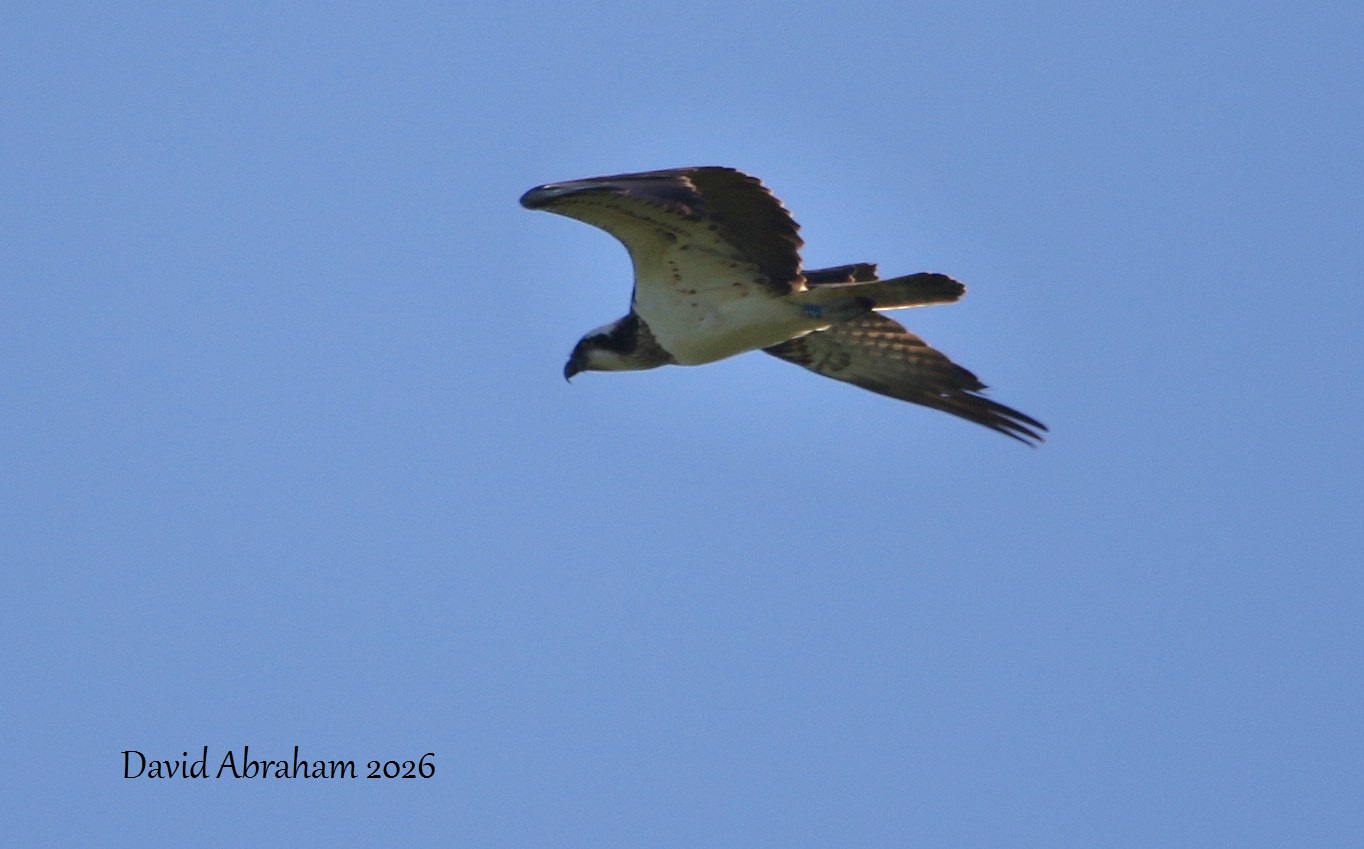 Osprey 