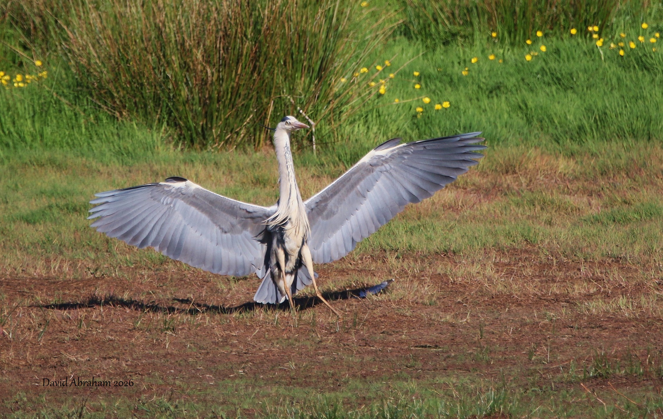 Grey Heron 