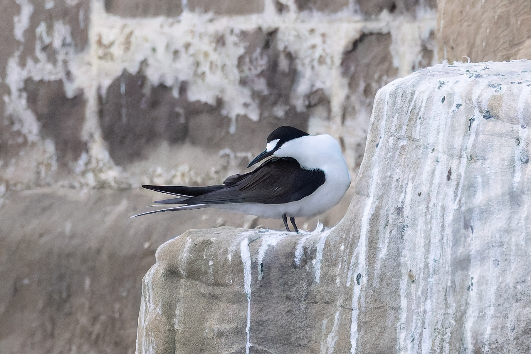Sooty Tern