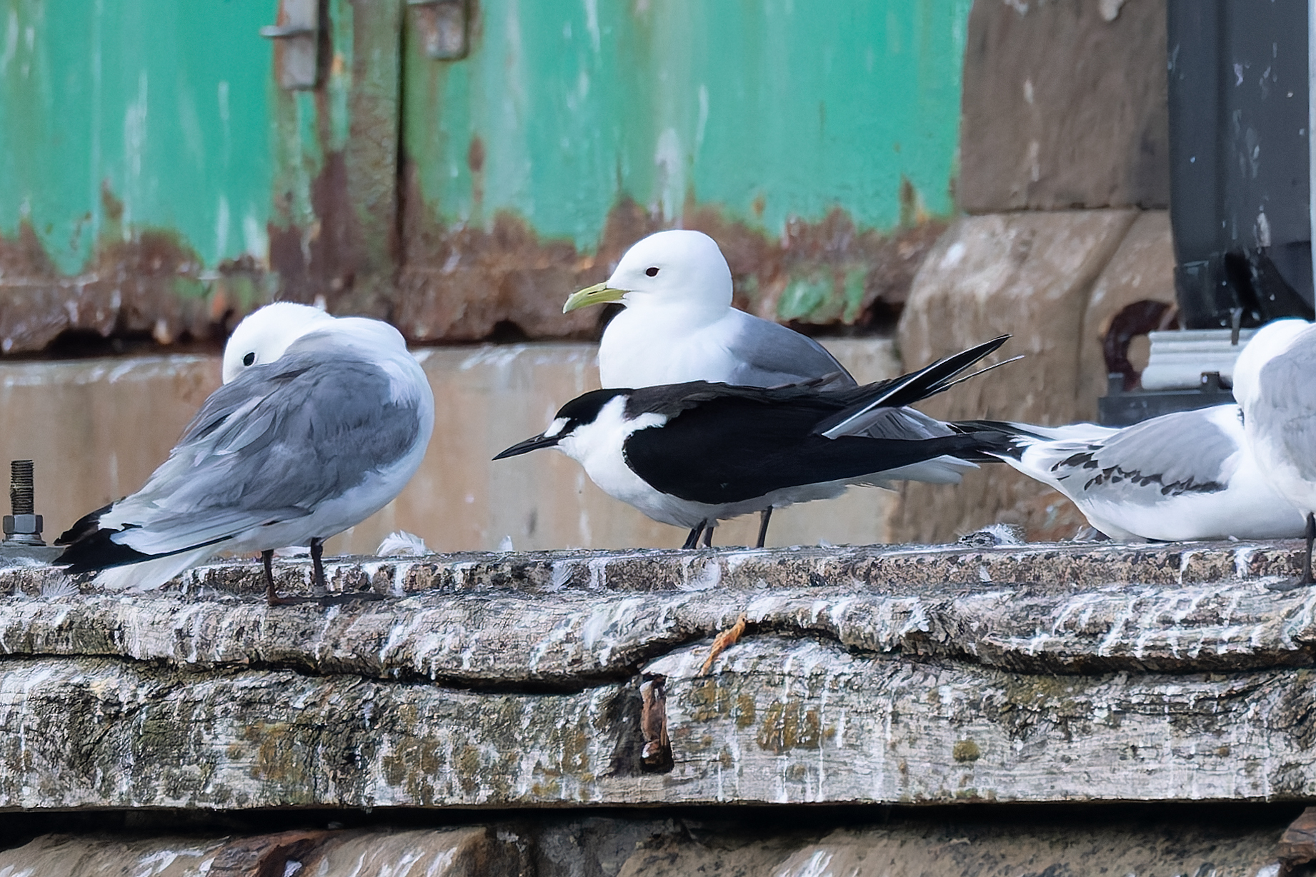 Sooty Tern