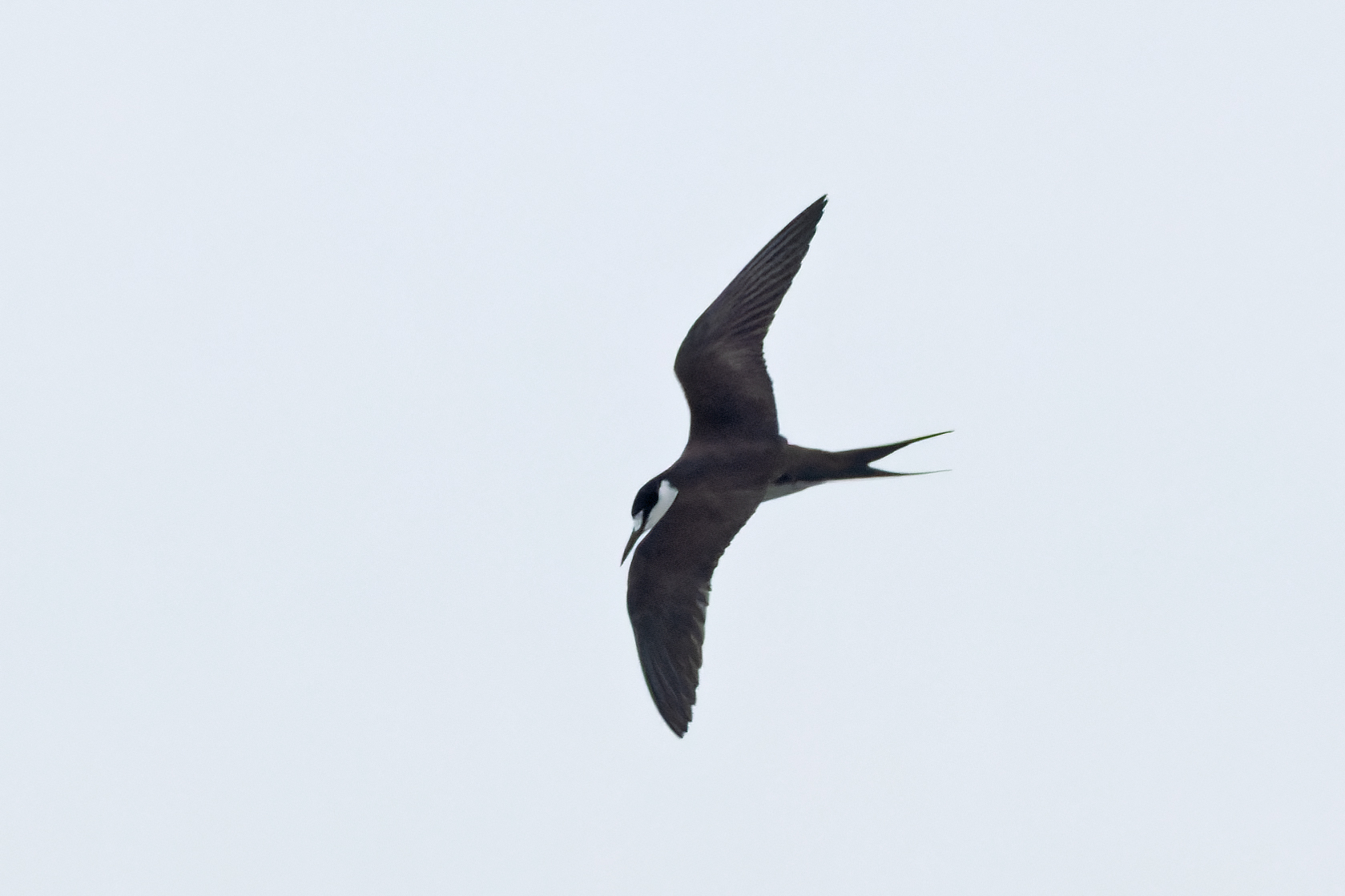Sooty Tern