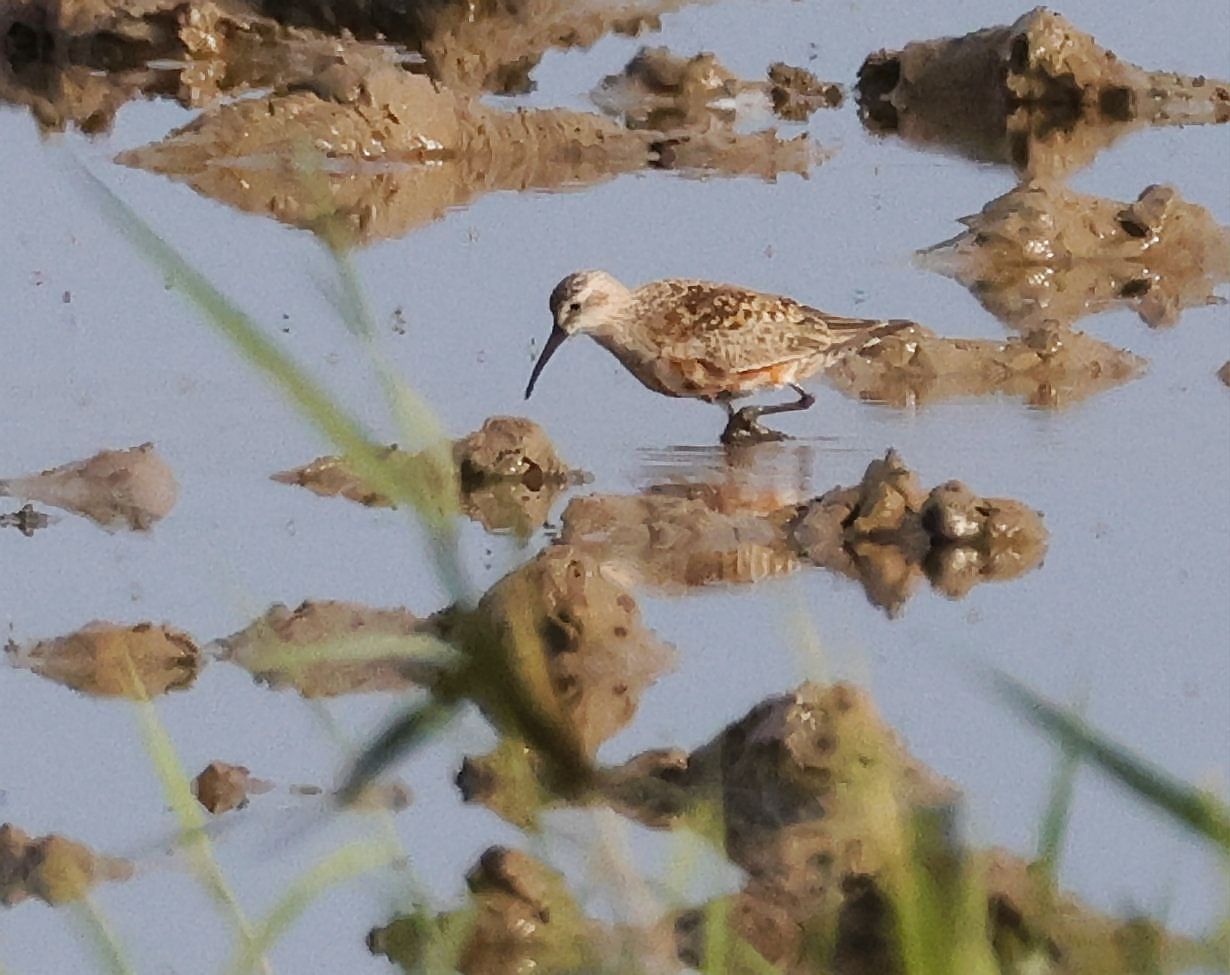 Curlew Sandpiper