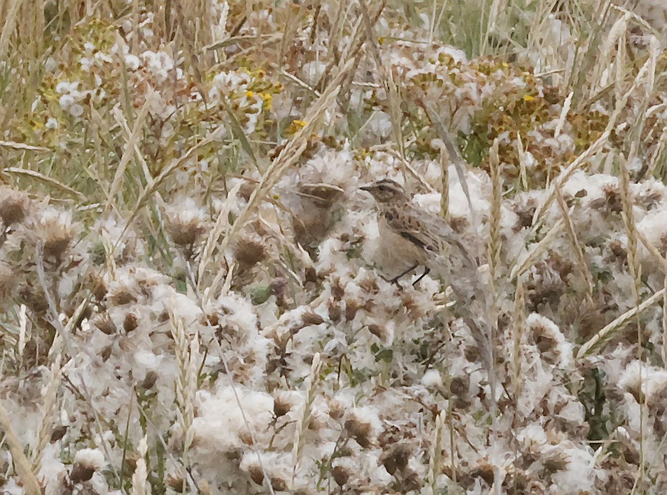 Whinchat