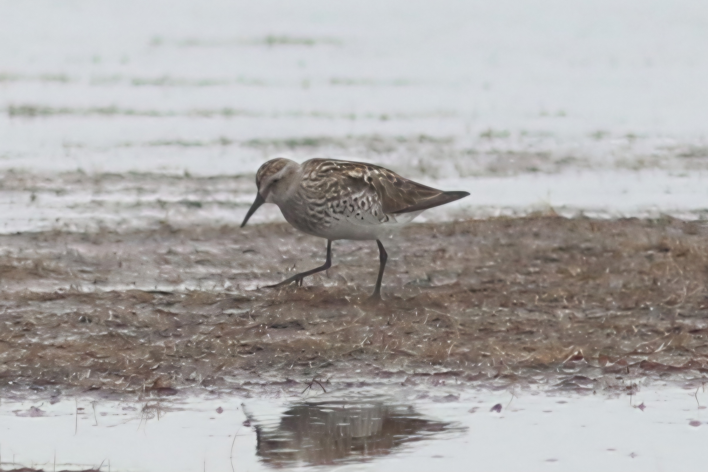 White-rumped Sandpiper