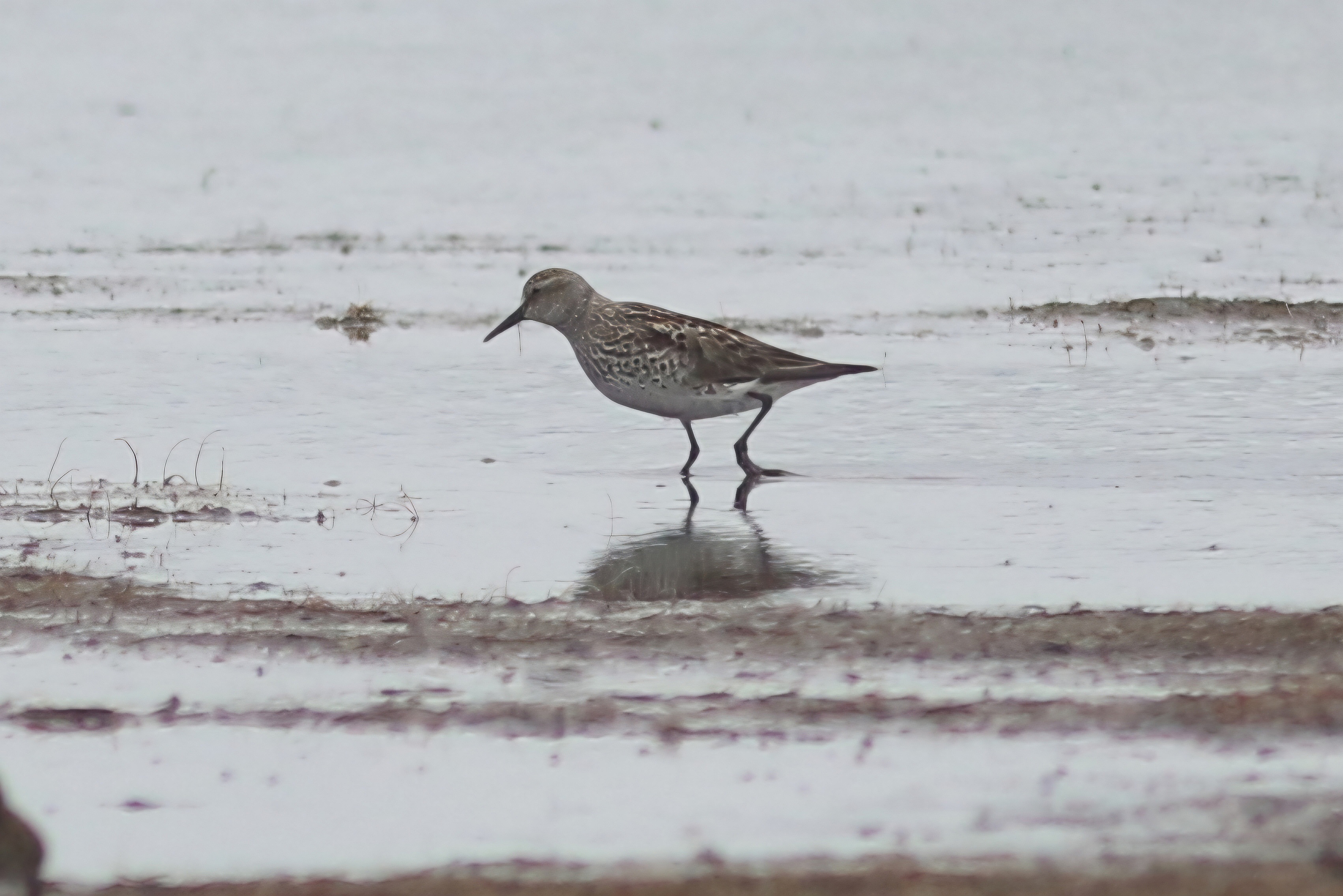 White-rumped Sandpiper