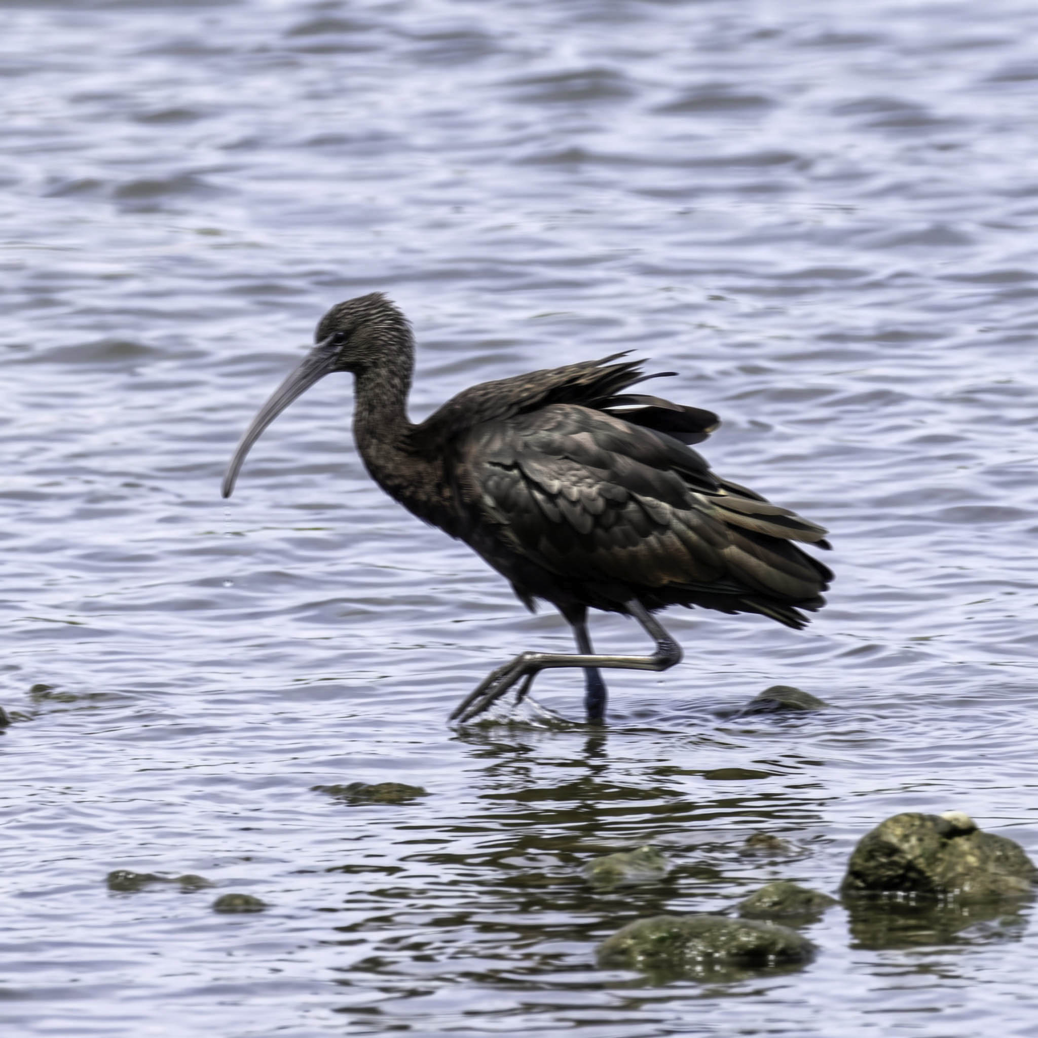 Glossy Ibis