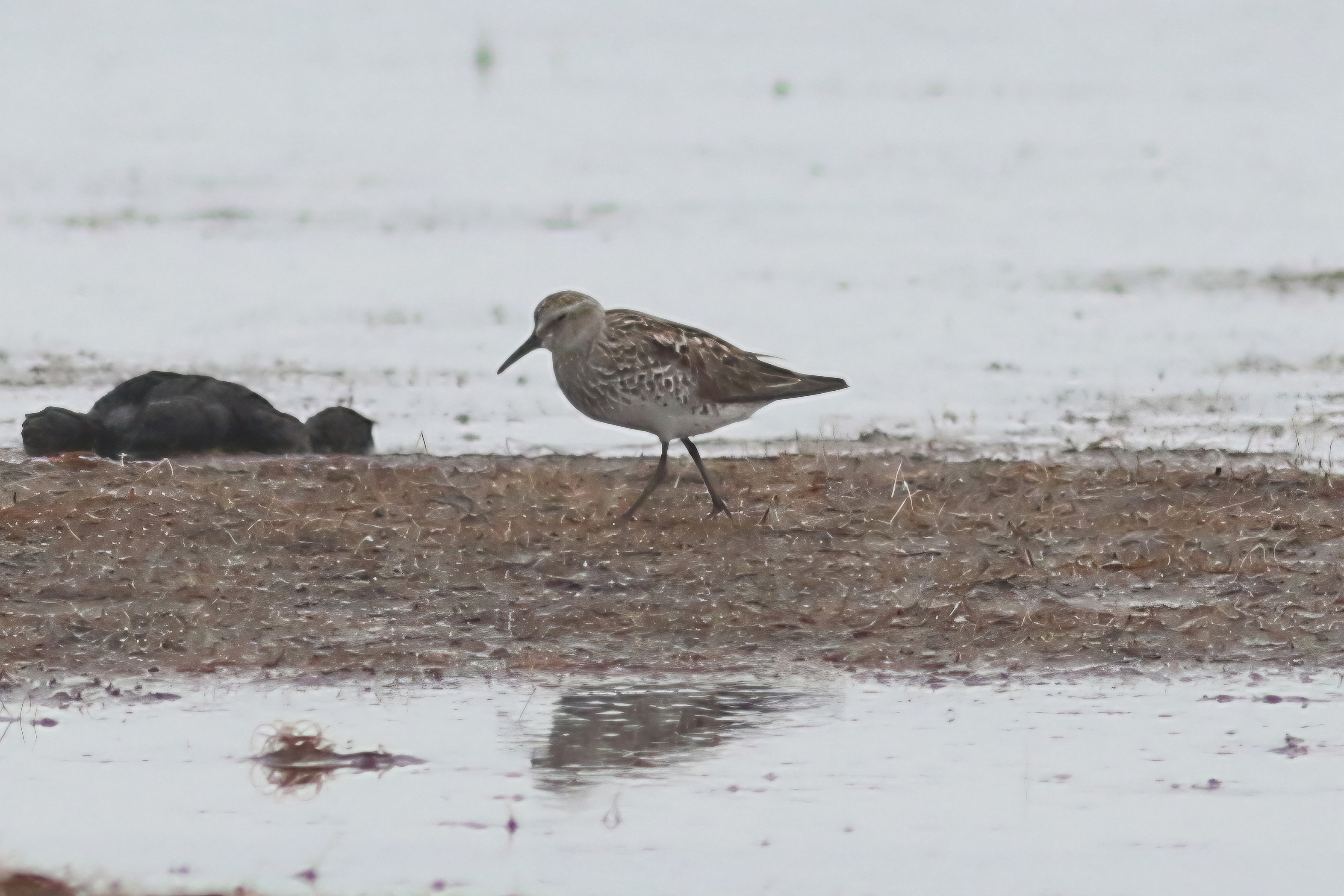 White-rumped Sandpiper