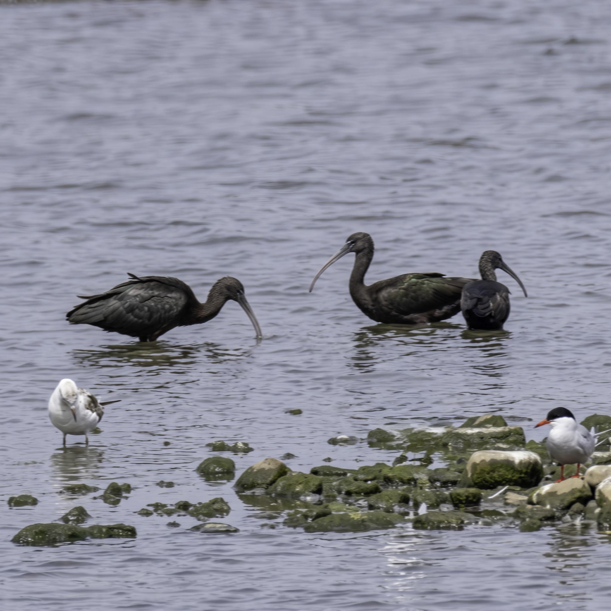 Glossy Ibis