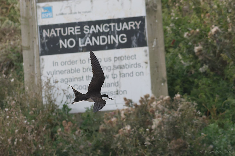 Sooty Tern