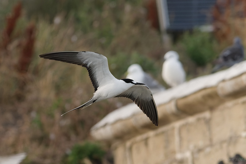 Sooty Tern