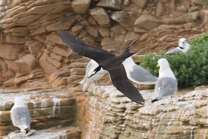Sooty Tern
