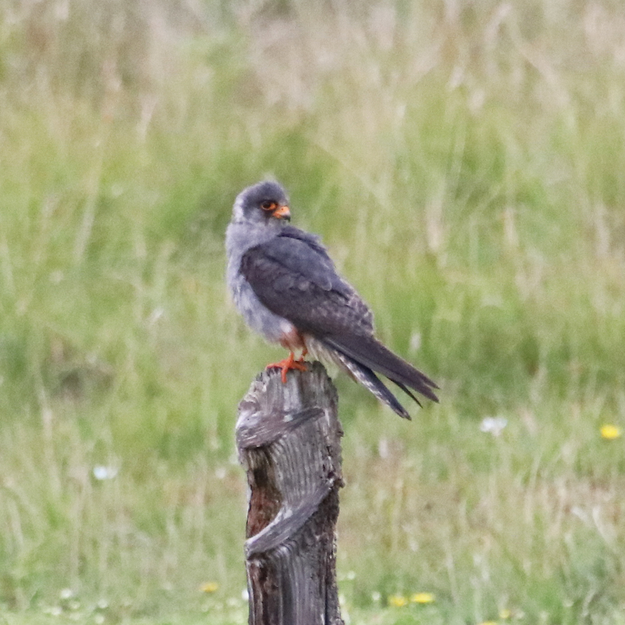 Red-footed Falcon