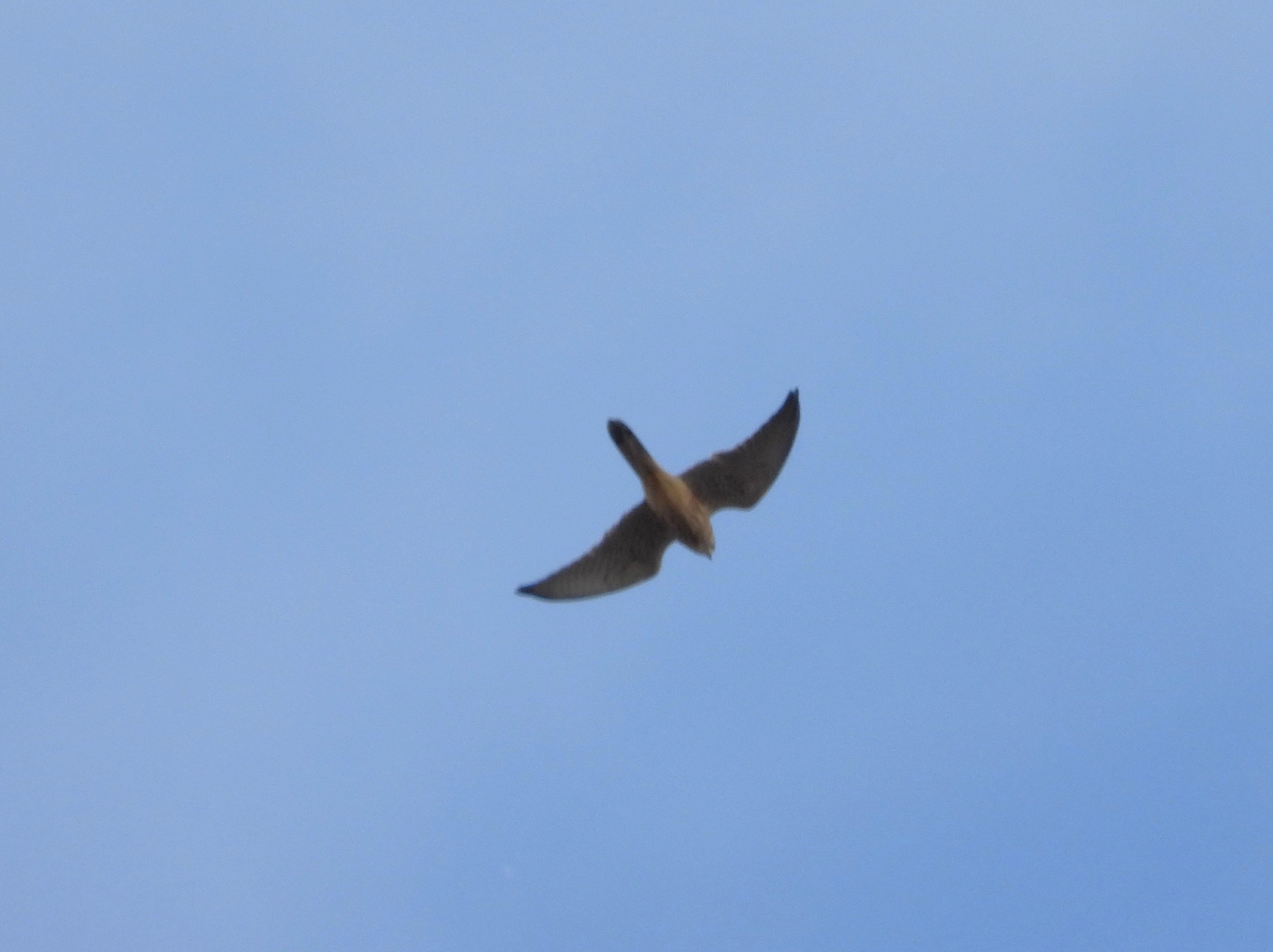 Red-footed Falcon