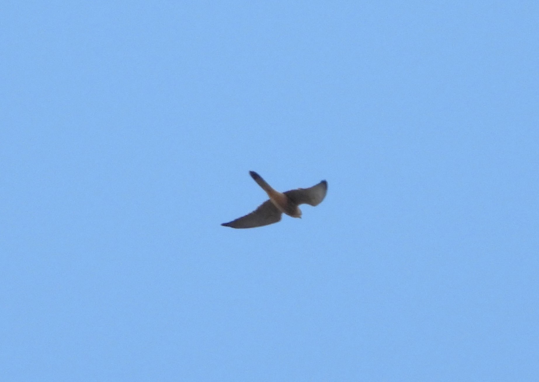 Red-footed Falcon