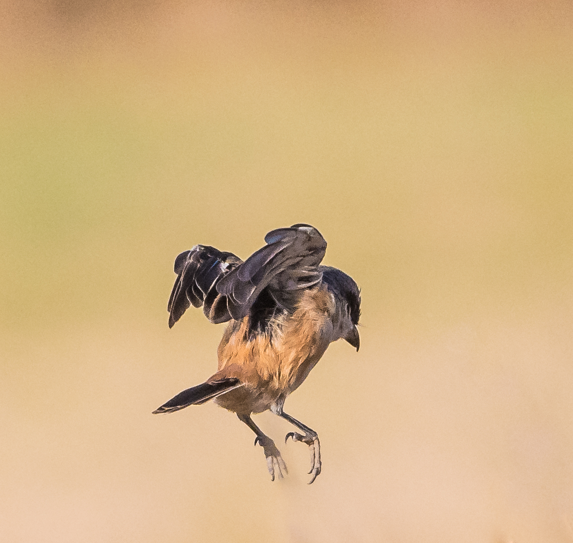 Long-tailed Shrike