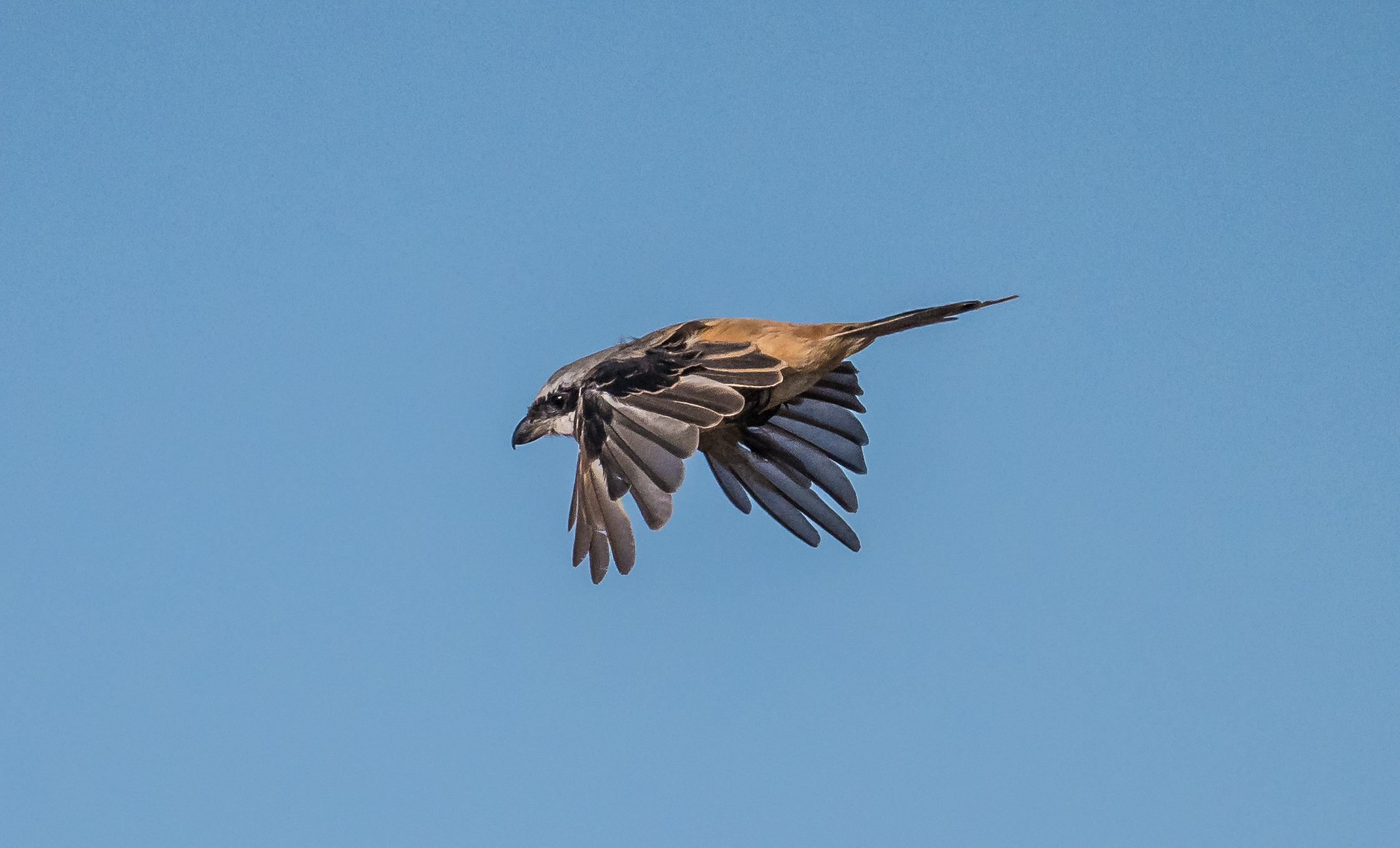 Long-tailed Shrike