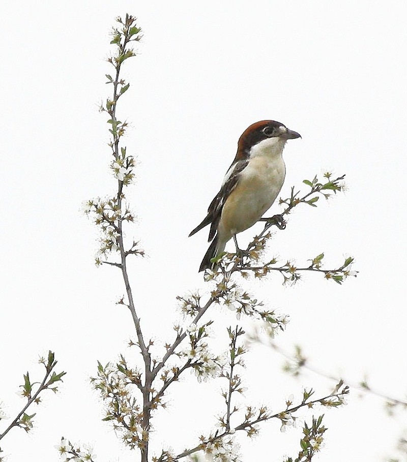 Woodchat Shrike