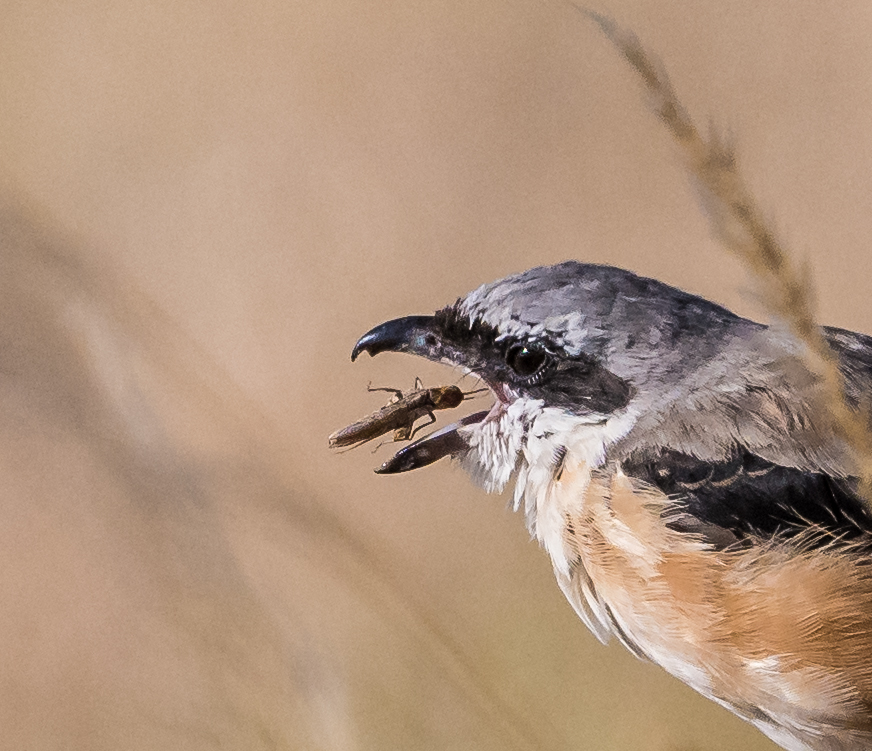Long-tailed Shrike