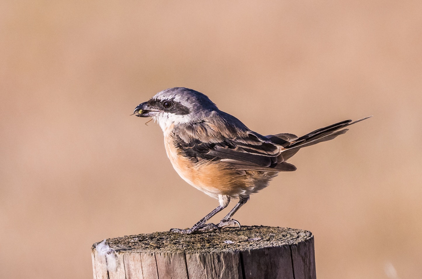 Long-tailed Shrike