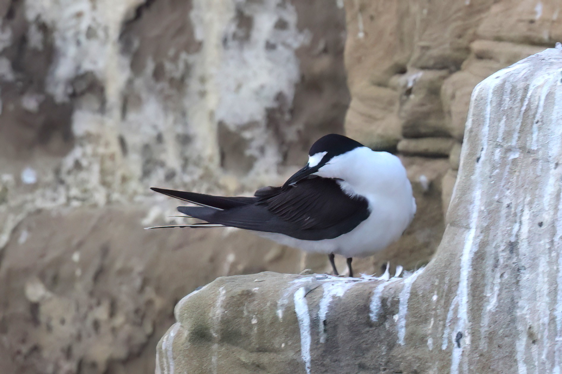 Sooty Tern