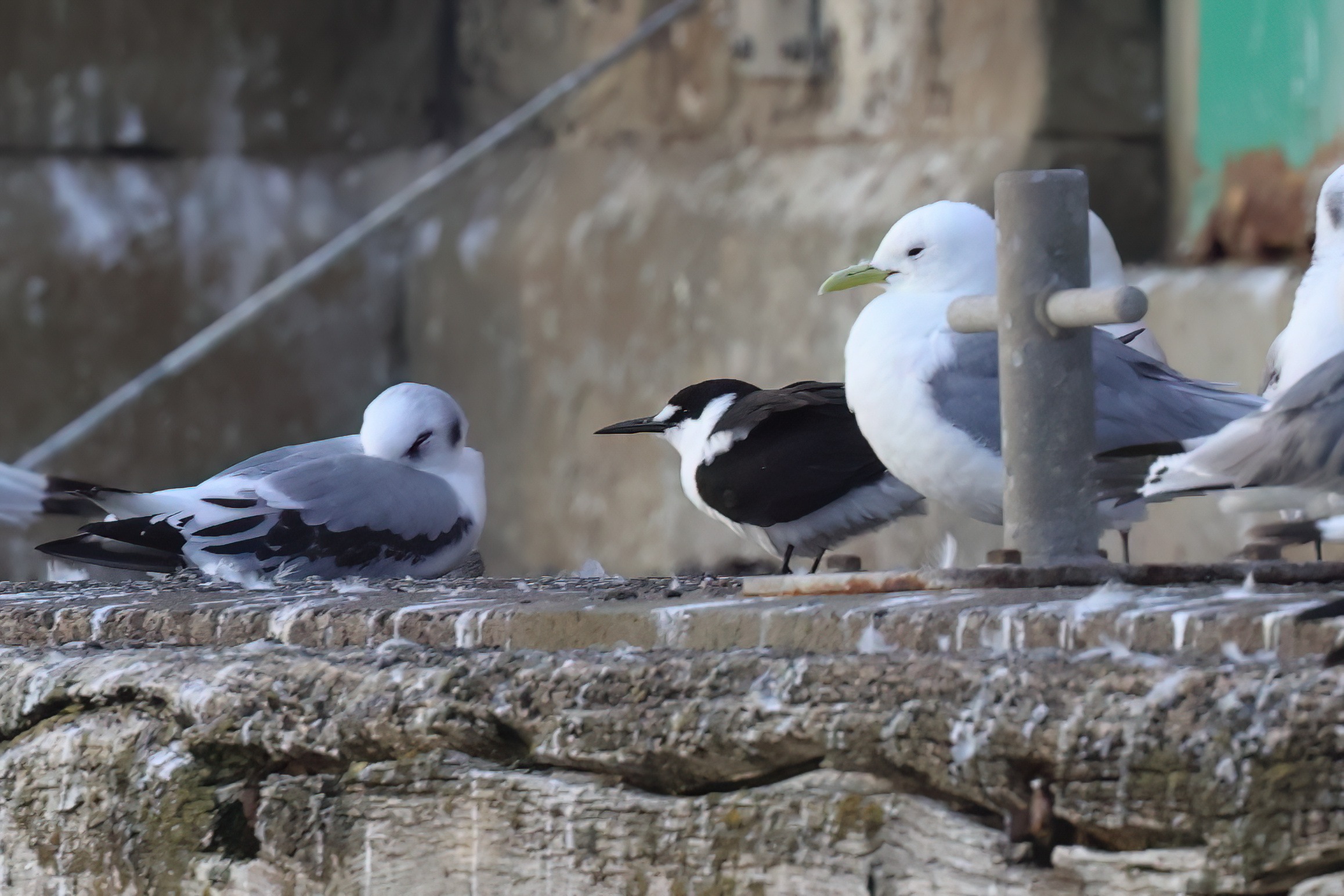 Sooty Tern