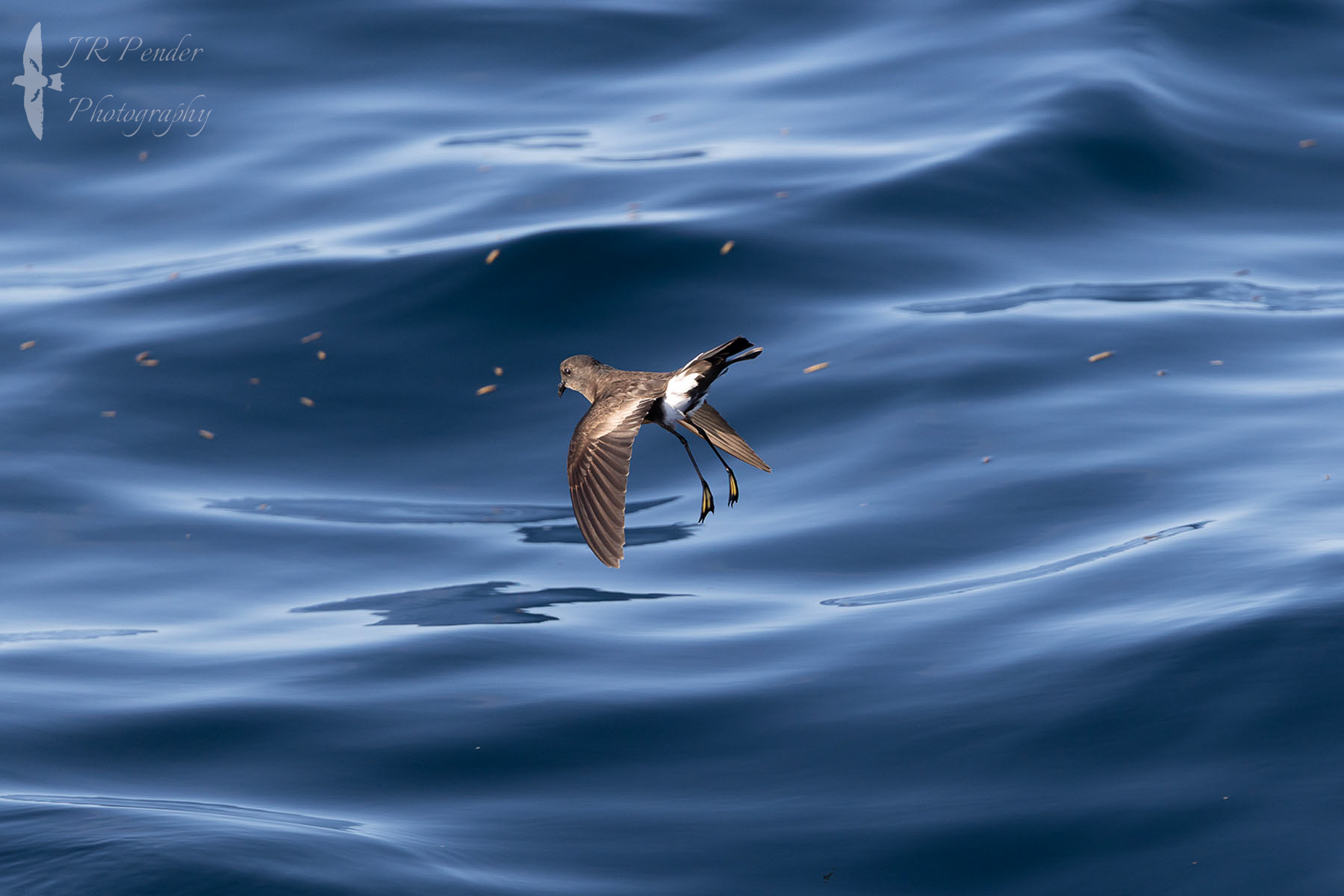 Wilson's Petrel