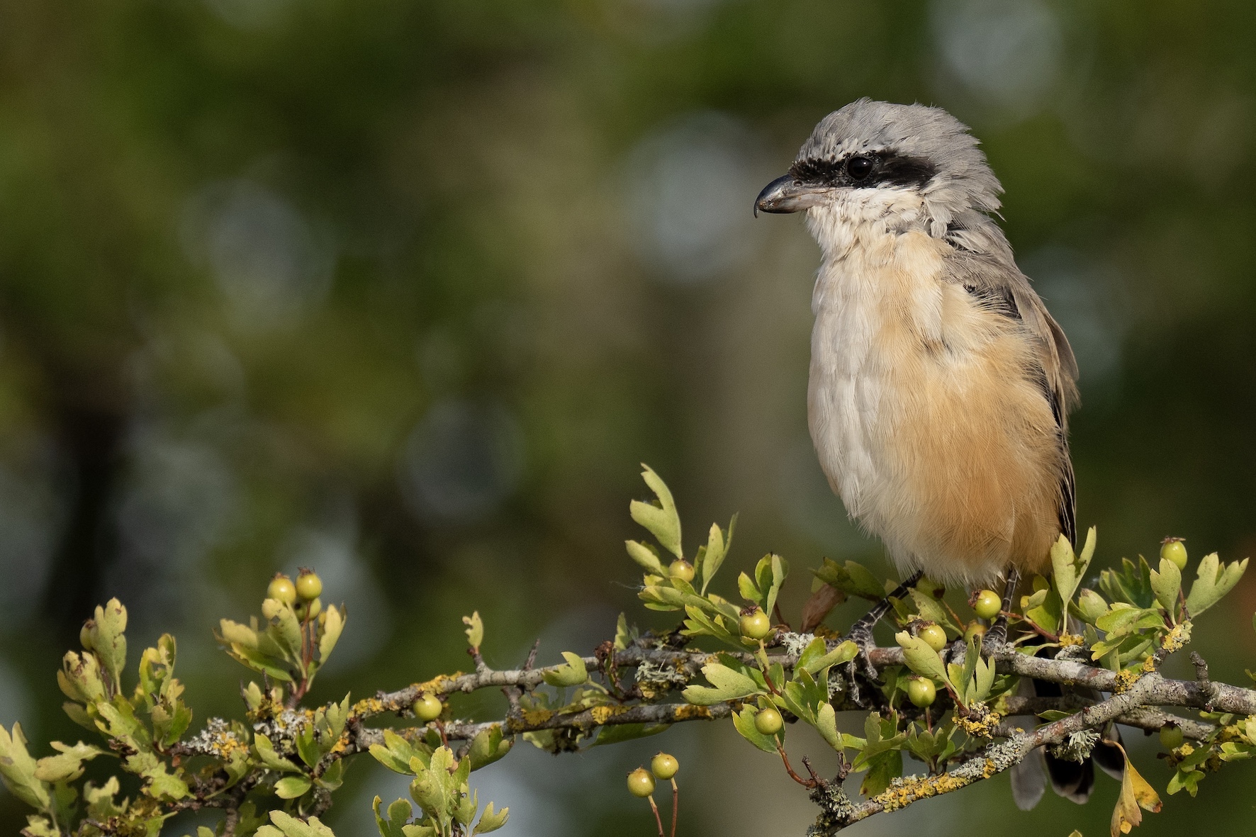 Long-tailed Shrike