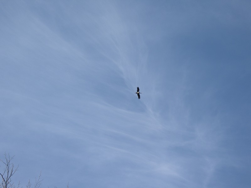 Black Stork