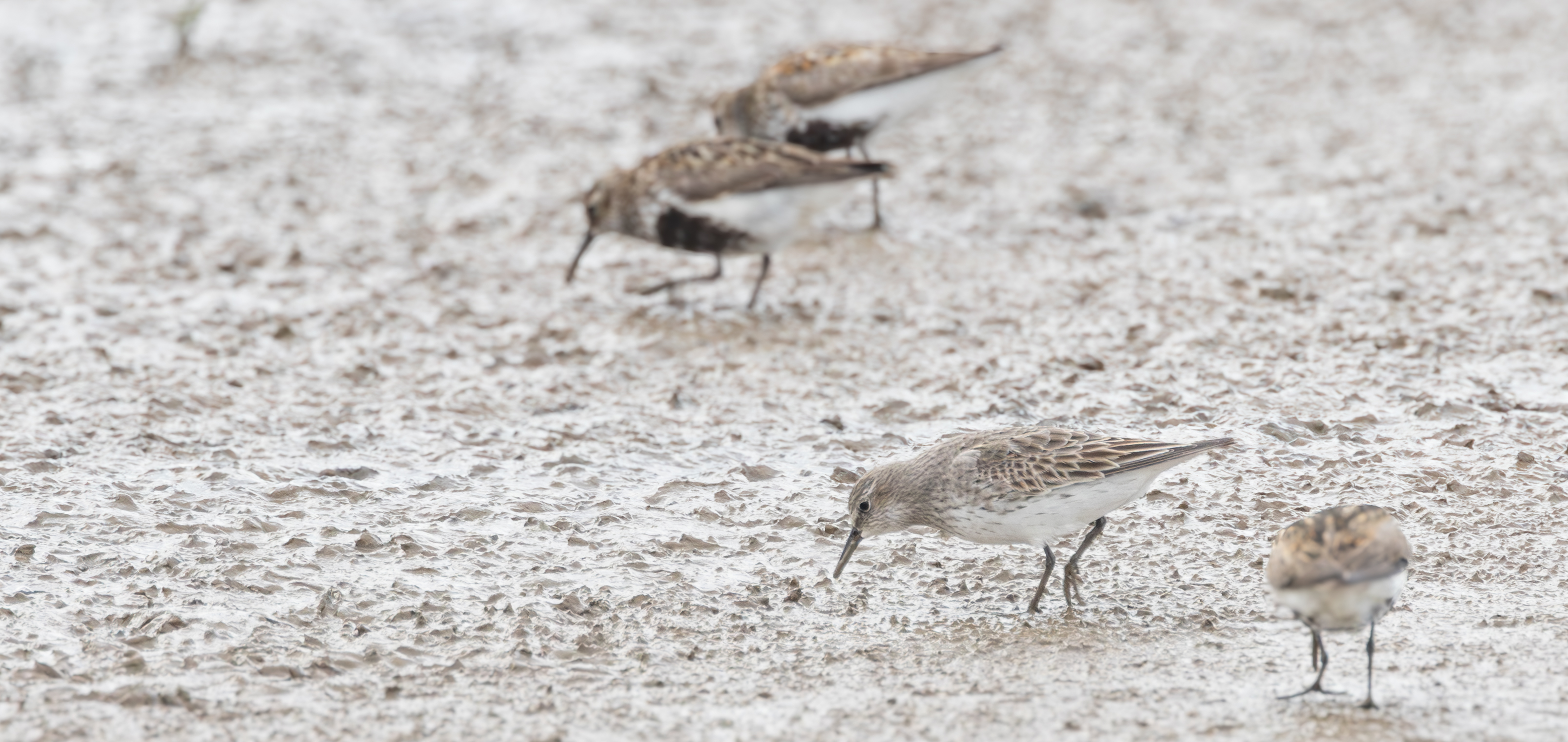 White-rumped Sandpiper