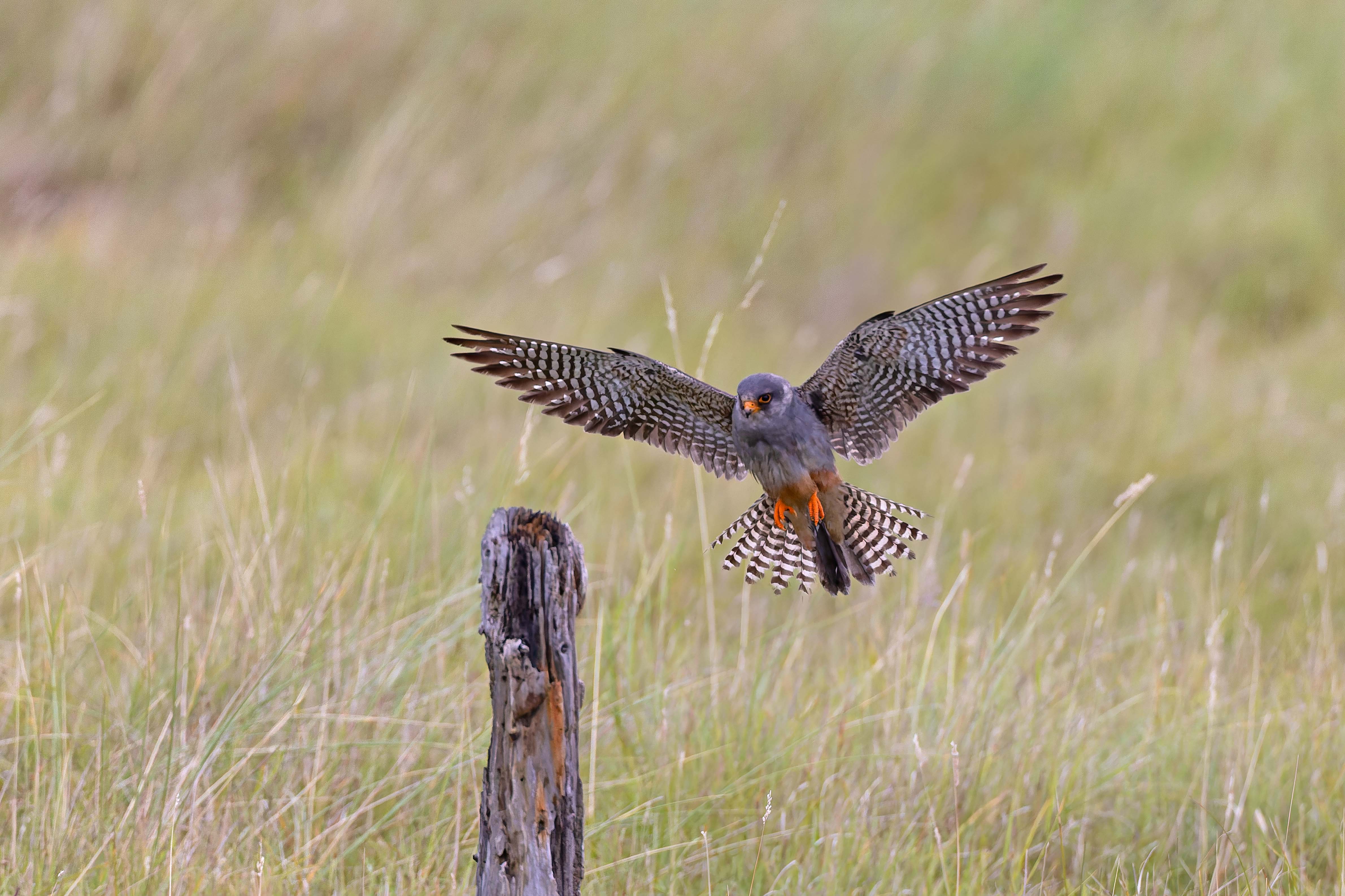 Red-footed Falcon
