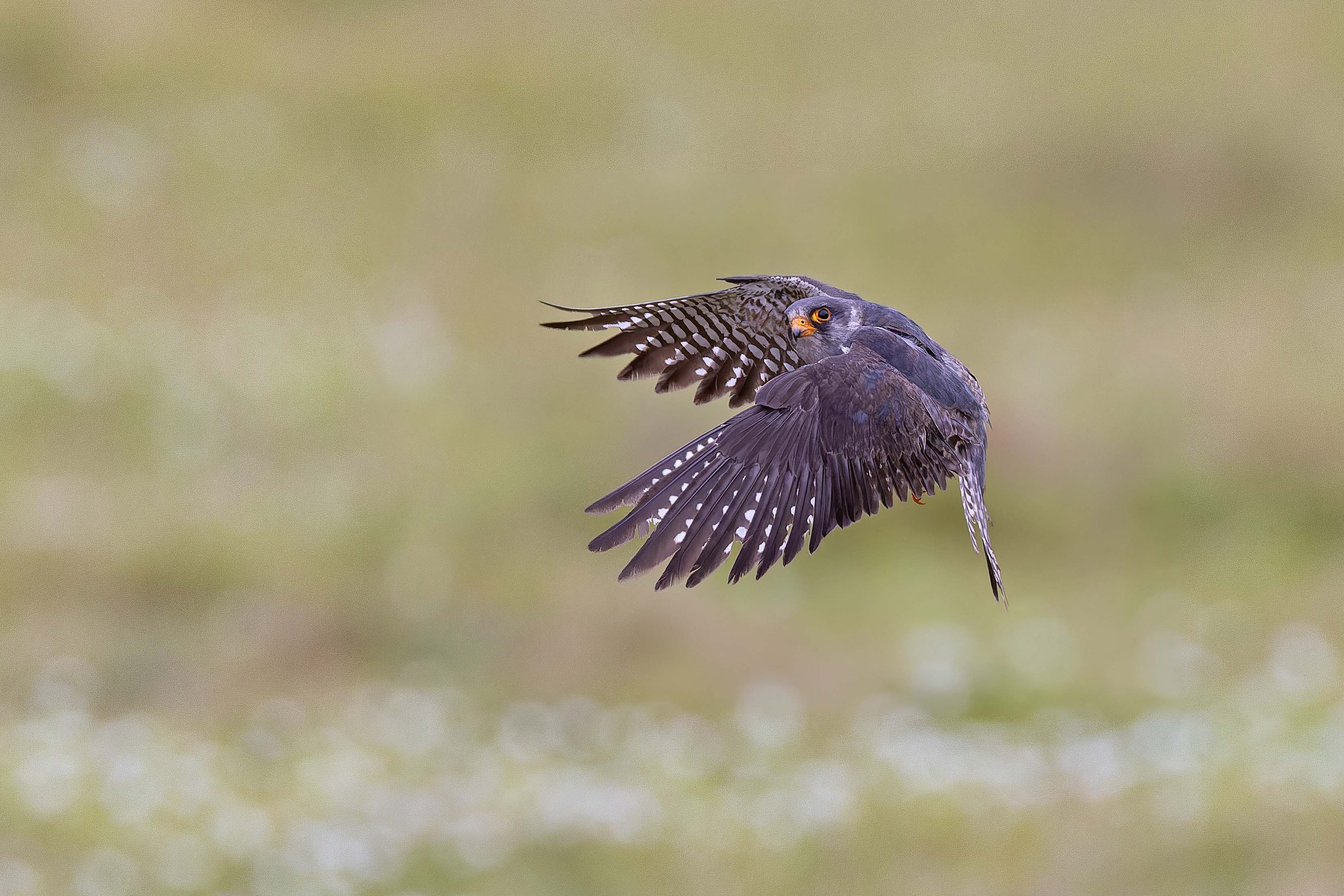 Red-footed Falcon