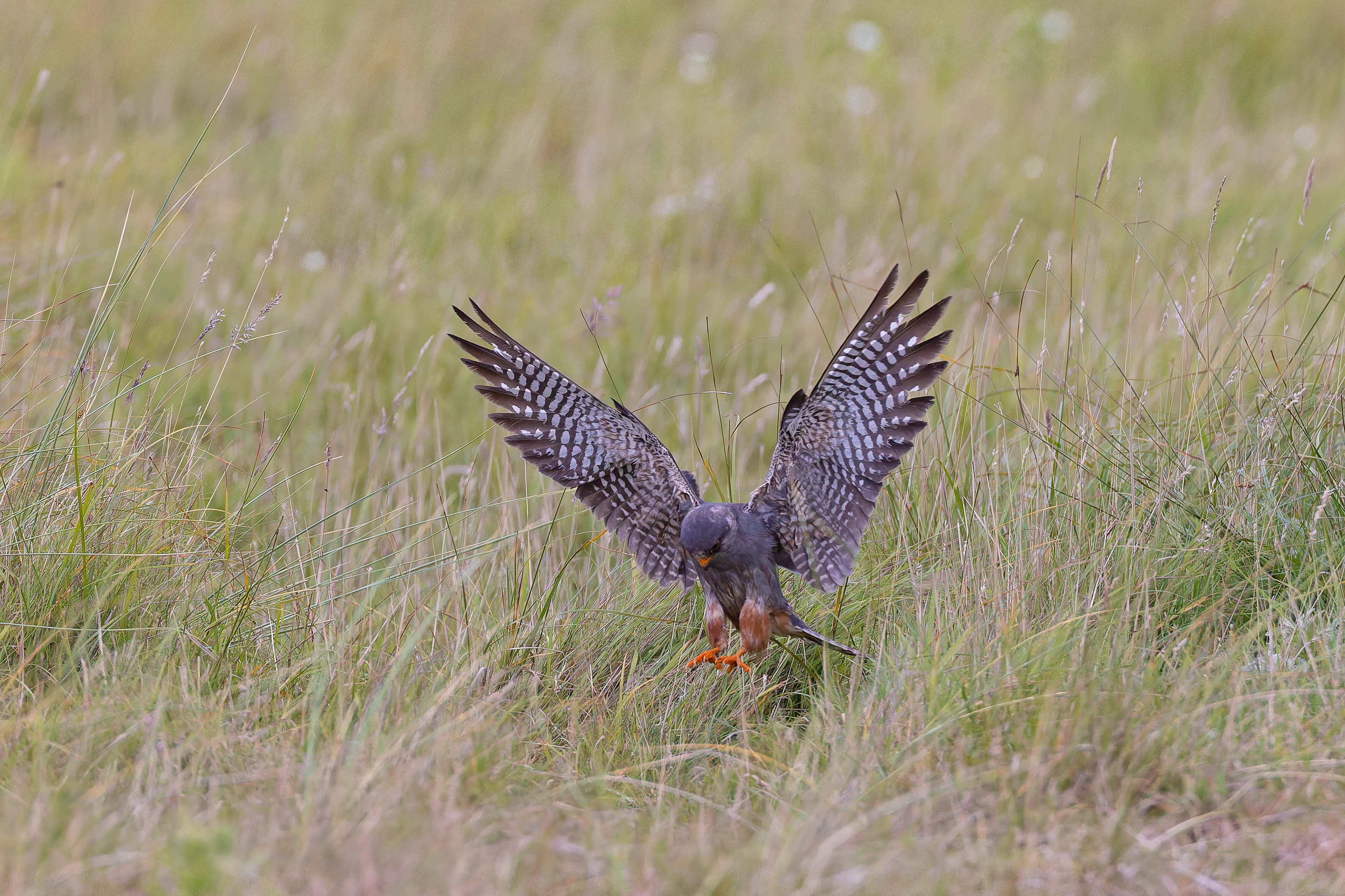 Red-footed Falcon